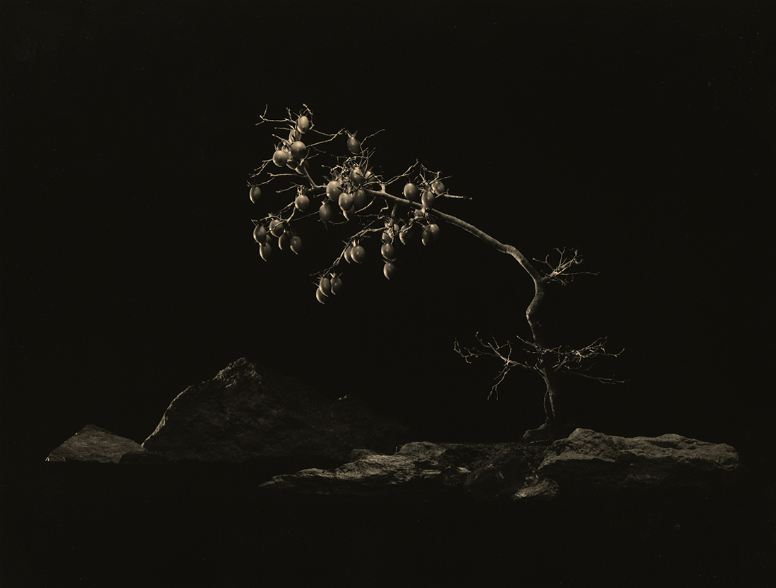 山本昌男展「BONSAI 手中一滴」 – MIZUMA ART GALLERY